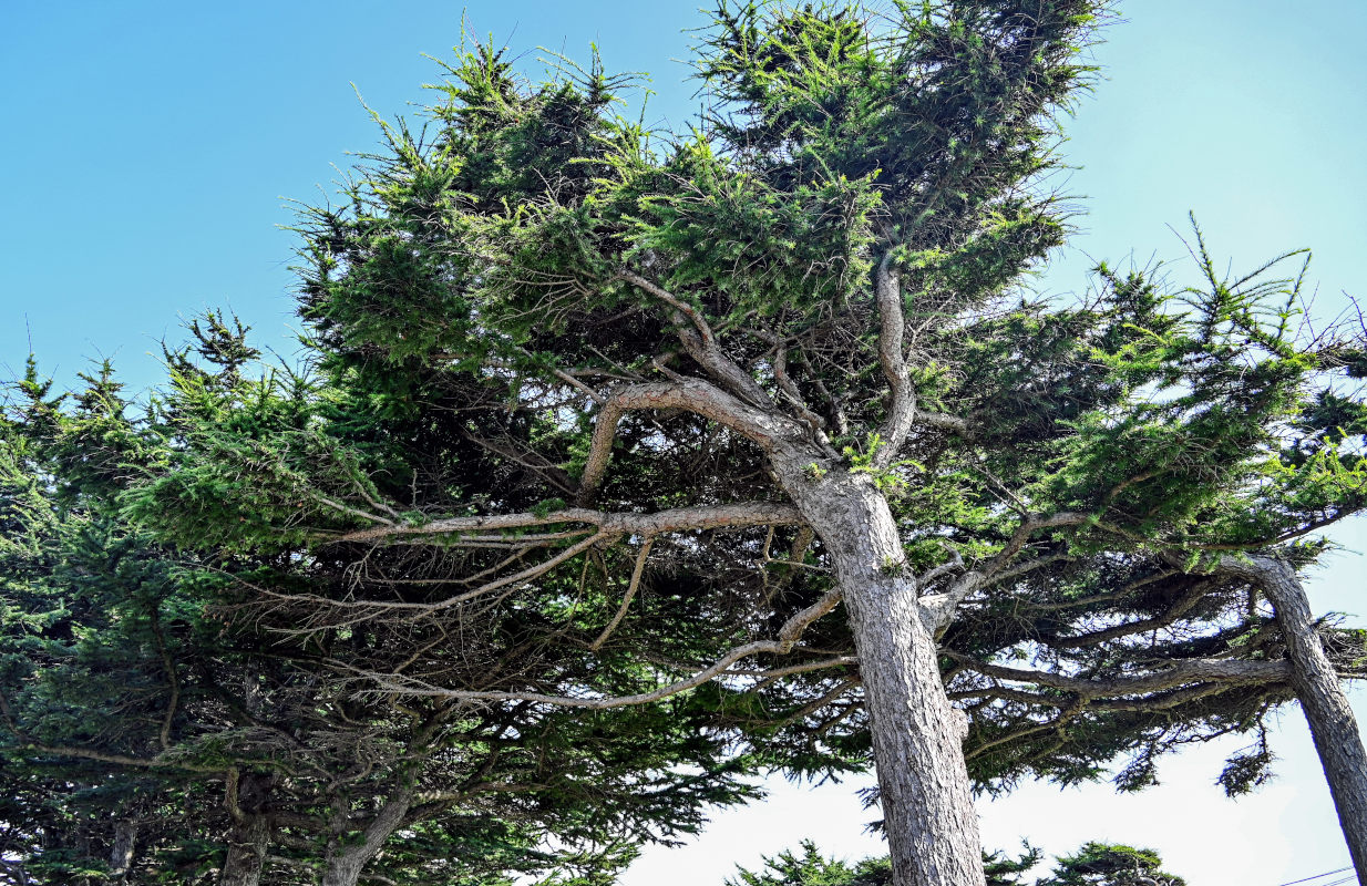 Image of Larix kamtschatica specimen.