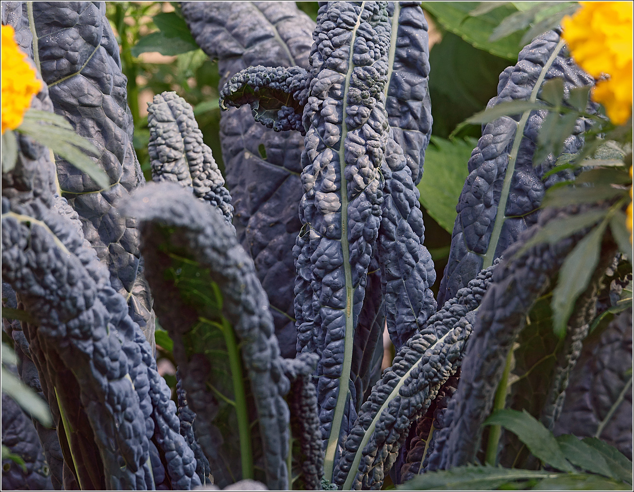 Image of Brassica oleracea specimen.