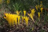 Sternbergia colchiciflora. Цветущие растения. Крым, Севастополь, пр. Юрия Гагарина, газон. 28.09.2024.