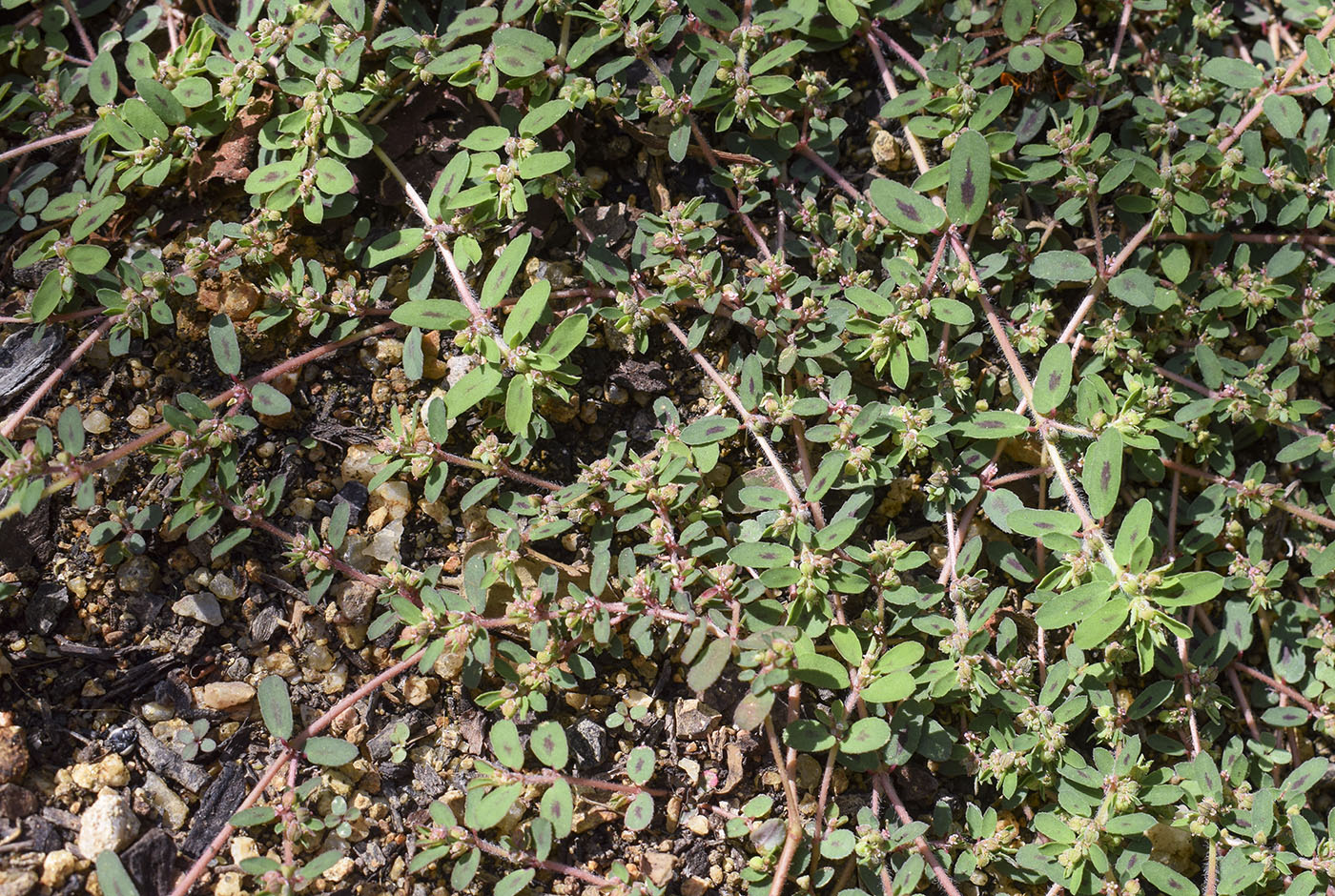 Image of Euphorbia maculata specimen.