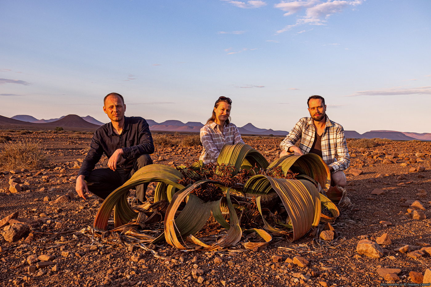 Изображение особи Welwitschia mirabilis.