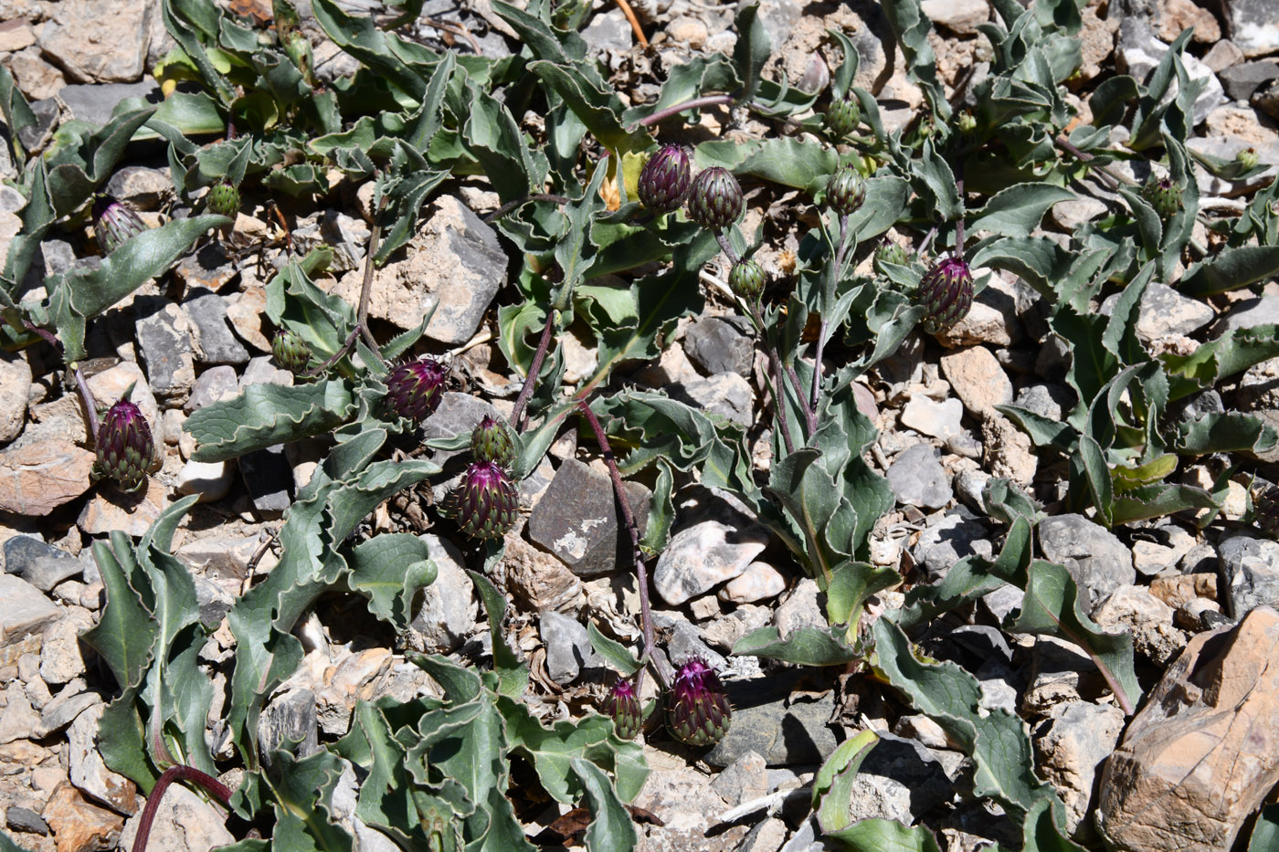 Image of Klasea procumbens specimen.