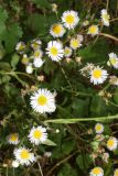 Erigeron strigosus. Часть цветущего растения. Узбекистан, г. Ташкент, Ботанический сад им. Ф.Н. Русанова, в культуре. 07.07.2024.