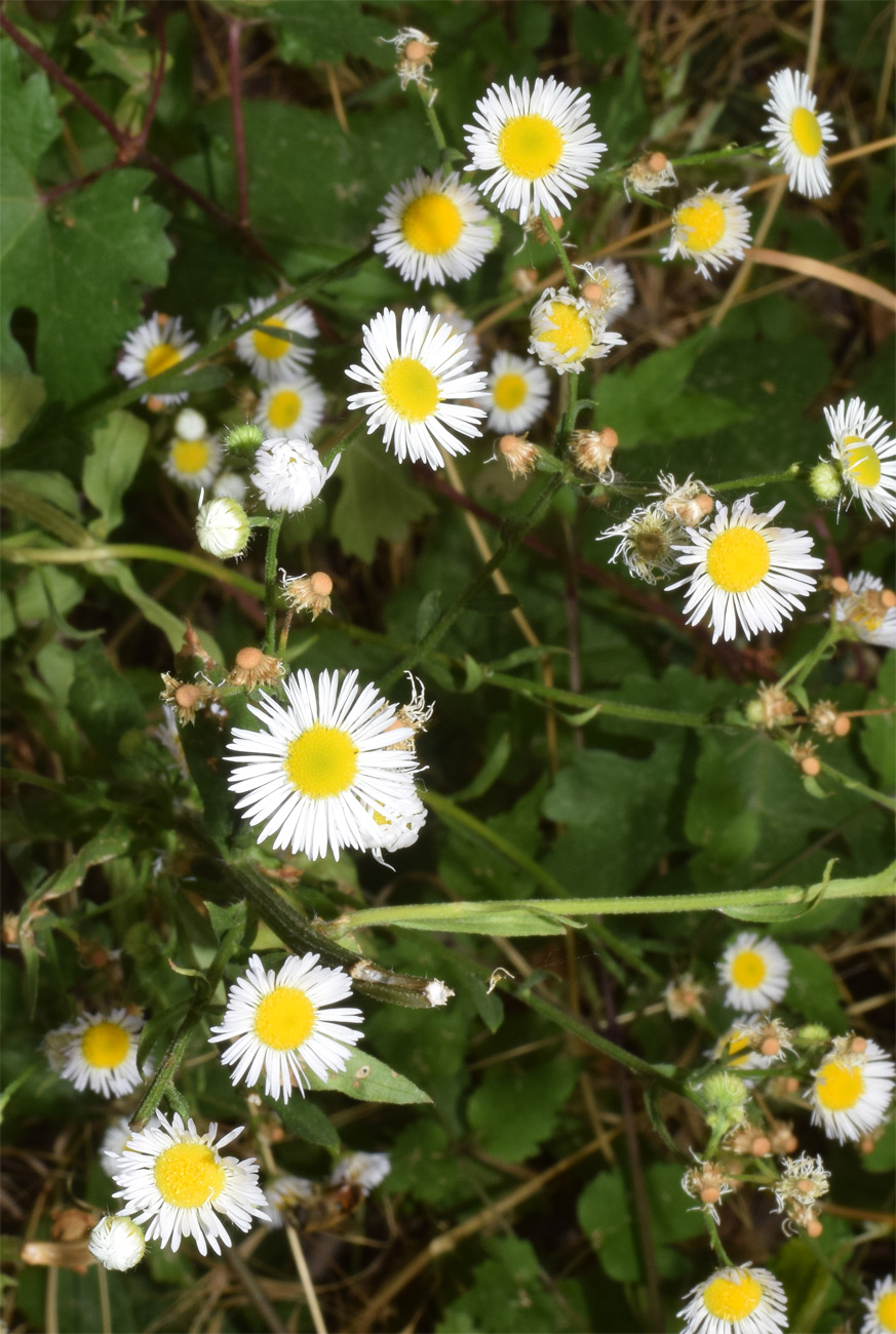 Изображение особи Erigeron strigosus.