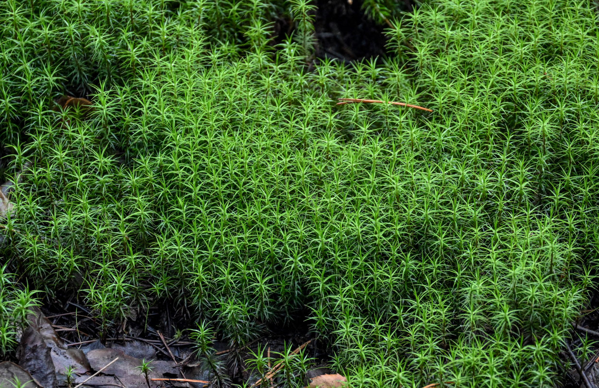 Image of Polytrichum commune specimen.