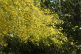 Parkinsonia aculeata. Часть кроны цветущего растения. Турция, г. Анталья, Dokuma Park, в культуре. 01.06.2024.