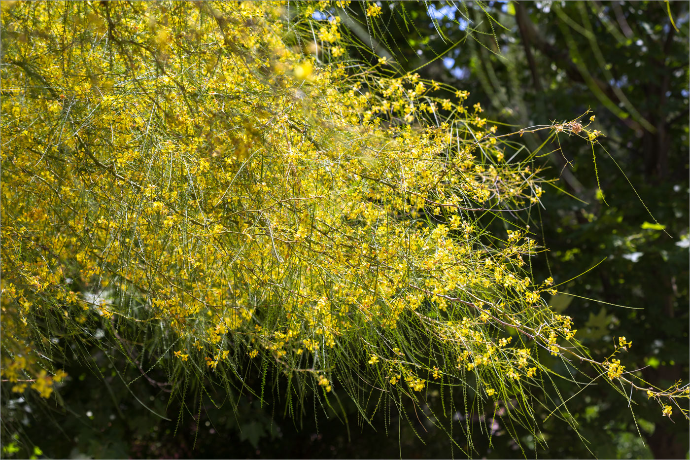 Image of Parkinsonia aculeata specimen.