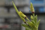 Cleome viscosa