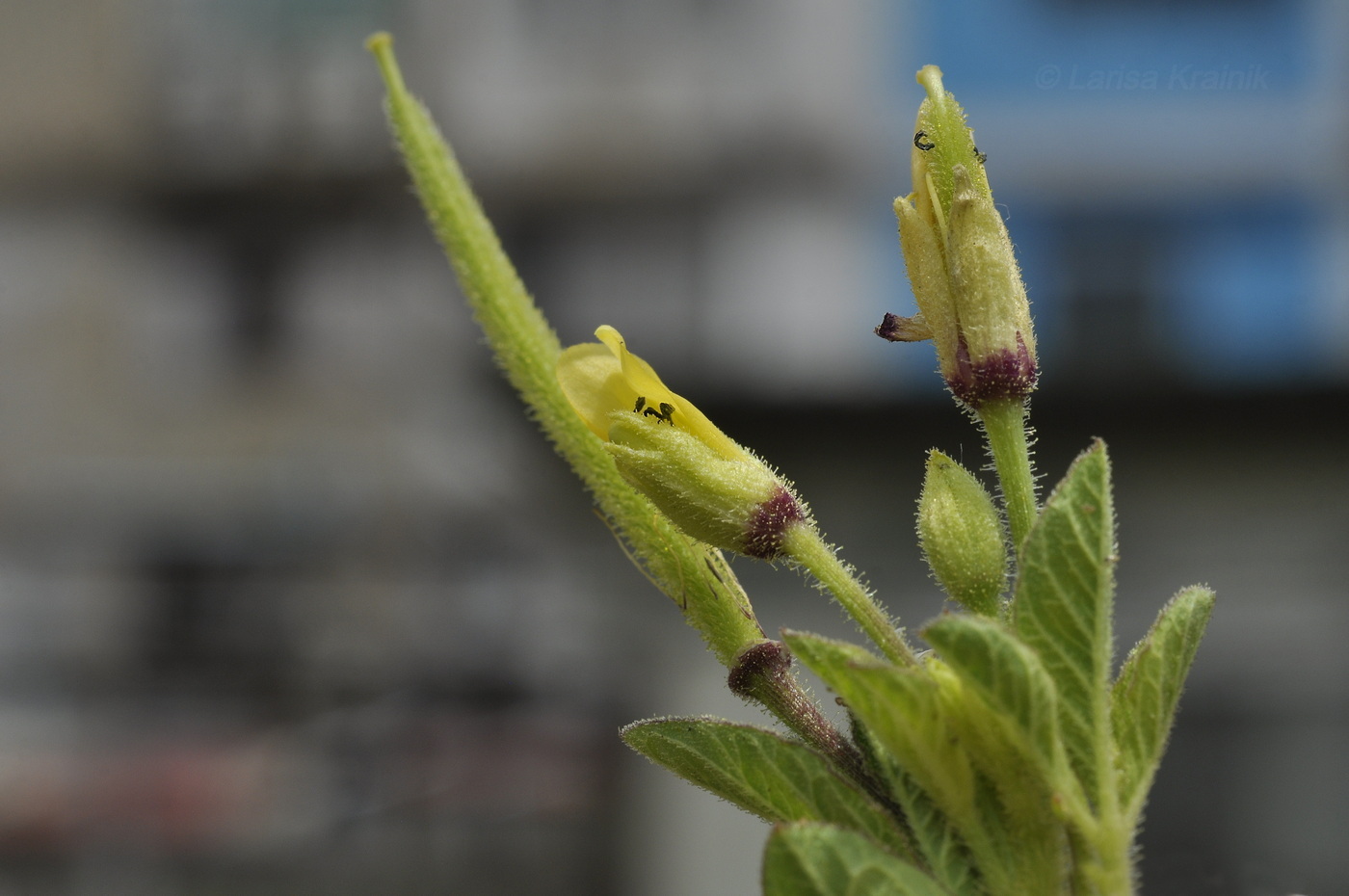 Image of Cleome viscosa specimen.