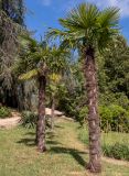 Trachycarpus fortunei. Взрослые деревья. Крым, Южный Берег, городской округ Ялта, Массандровский парк. 29.05.2024.