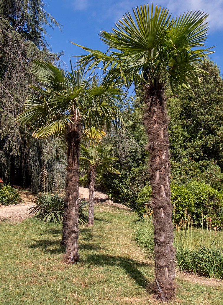 Изображение особи Trachycarpus fortunei.