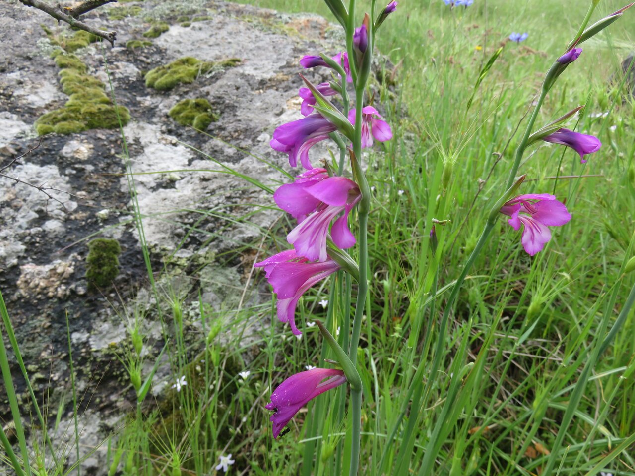 Изображение особи Gladiolus italicus.