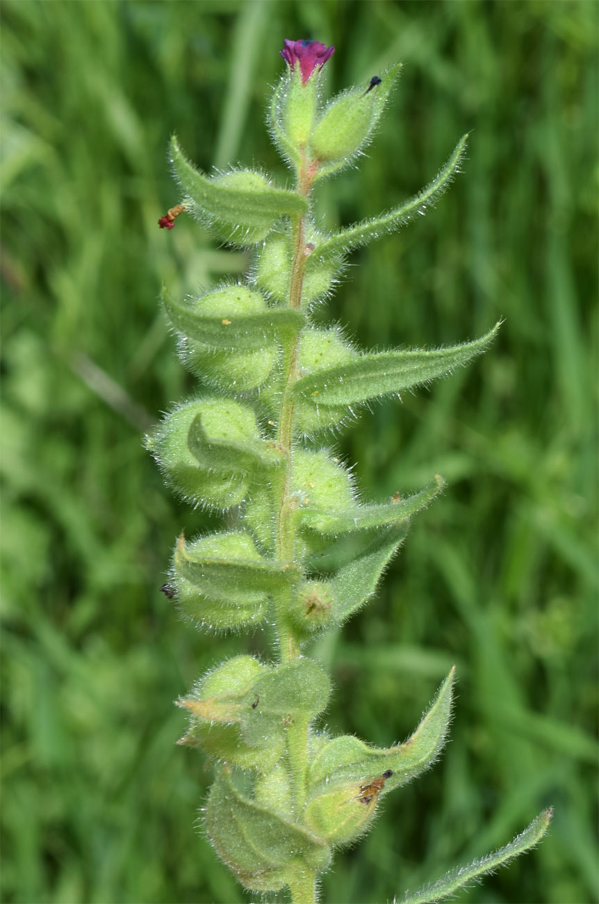 Image of Nonea caspica specimen.