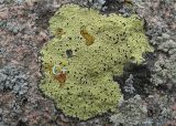 Смотреть изображение Rhizocarpon superficiale