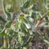 View full-size image Onosma setosa