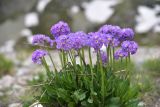 View full-size image Primula auriculata