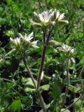 Смотреть изображение Cerastium glomeratum