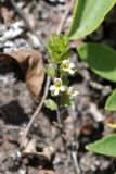 View full-size image genus Euphrasia