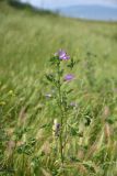 View full-size image genus Malva