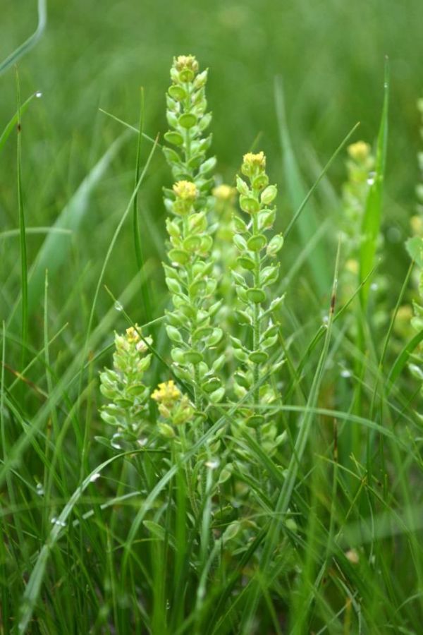 Image of Alyssum turkestanicum var. desertorum specimen.