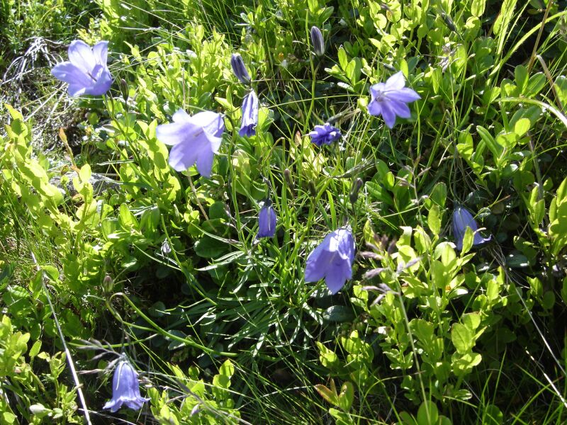 Image of Campanula polymorpha specimen.