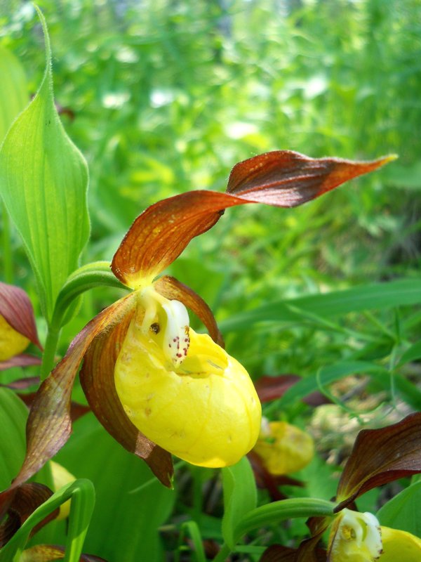 Image of Cypripedium calceolus specimen.