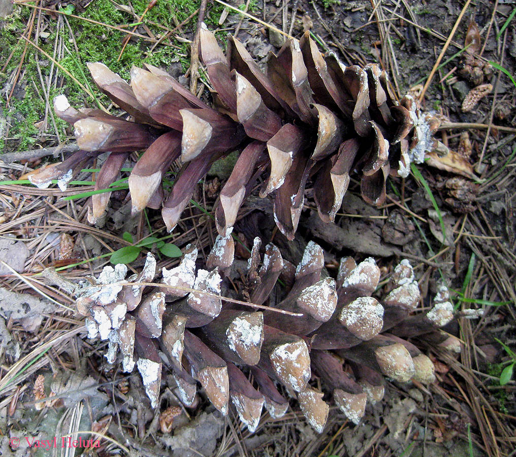 Image of Pinus strobus specimen.