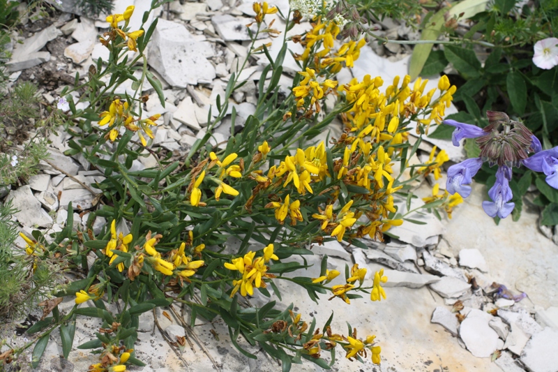 Image of Genista humifusa specimen.