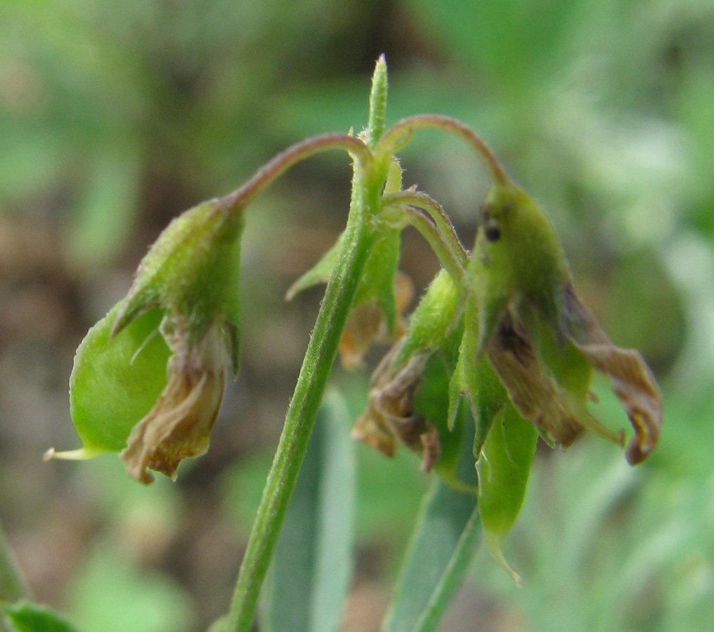 Изображение особи Melilotoides ruthenica.