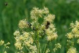 Thalictrum lucidum. Верхняя часть соцветия. Московская обл., Раменский р-н, окр. дер. Хрипань, луг. 23.06.2006.