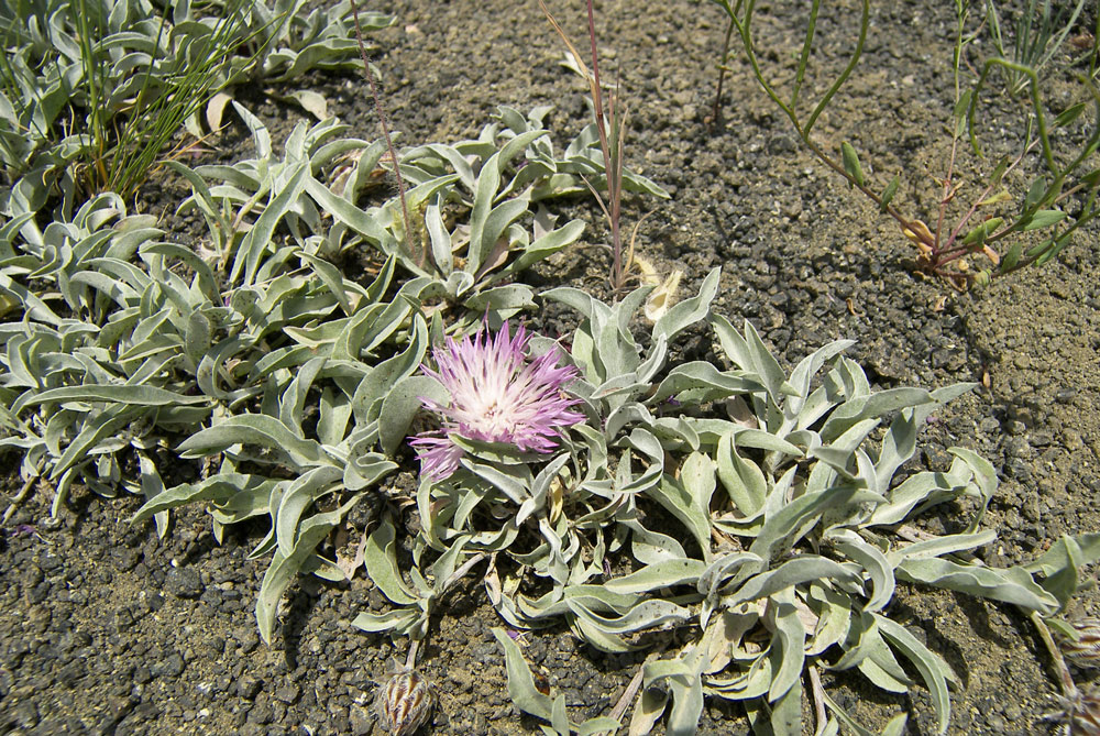 Image of Psephellus integrifolius specimen.