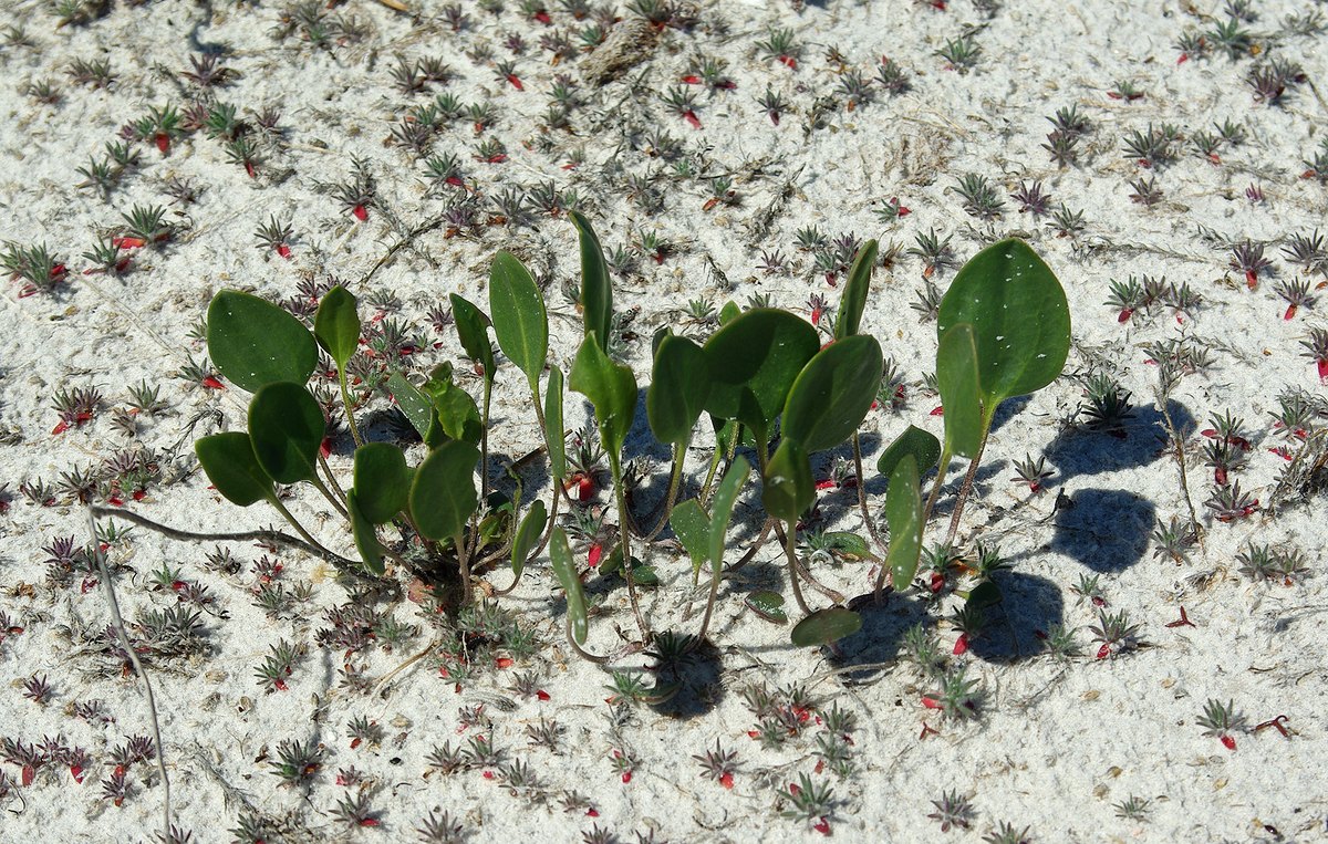 Image of Lepidium cartilagineum specimen.