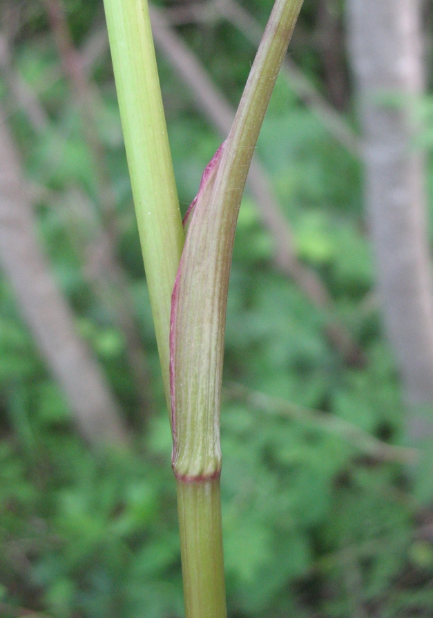 Image of Conioselinum tataricum specimen.