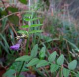 genus Vicia