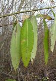 Salix × schumanniana