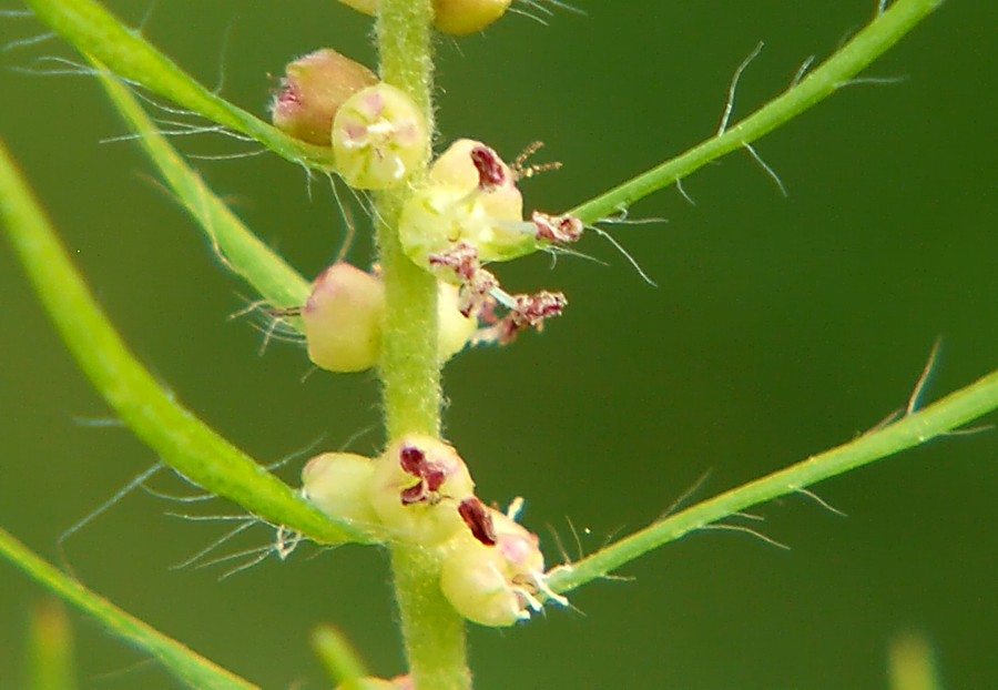 Изображение особи Bassia scoparia f. trichophylla.