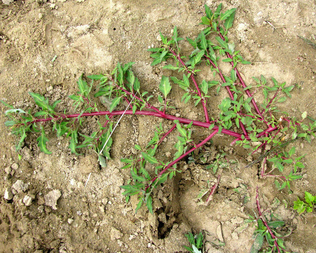 Image of Oxybasis glauca specimen.