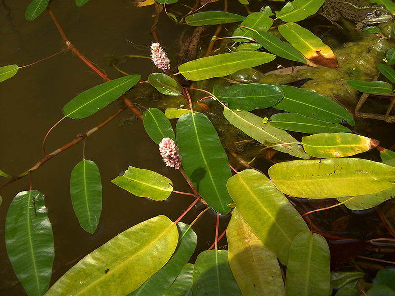 Изображение особи Persicaria amphibia.