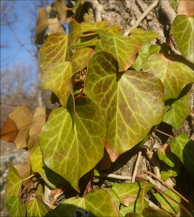 Изображение особи Hedera helix.