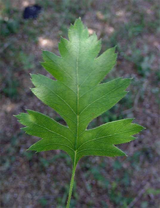 Image of Crataegus songarica specimen.