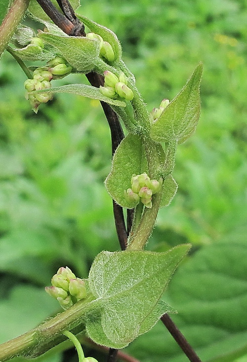 Image of Menispermum dauricum specimen.