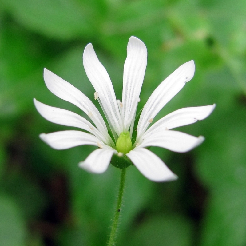 Изображение особи Stellaria nemorum.