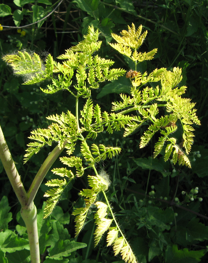 Image of Chaerophyllum bulbosum specimen.