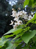 Catalpa bignonioides