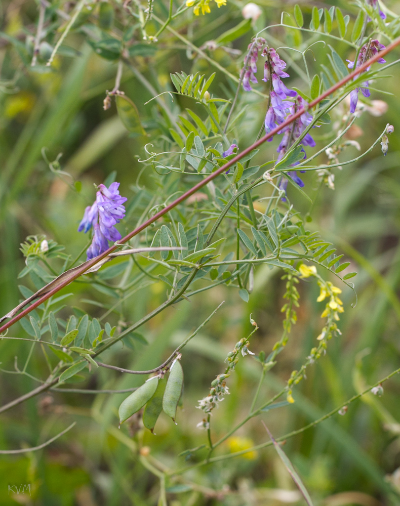 Image of Vicia tenuifolia specimen.