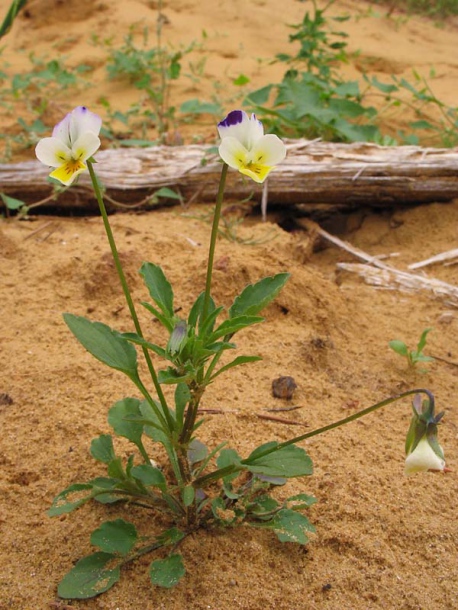 Image of Viola &times; contempta specimen.