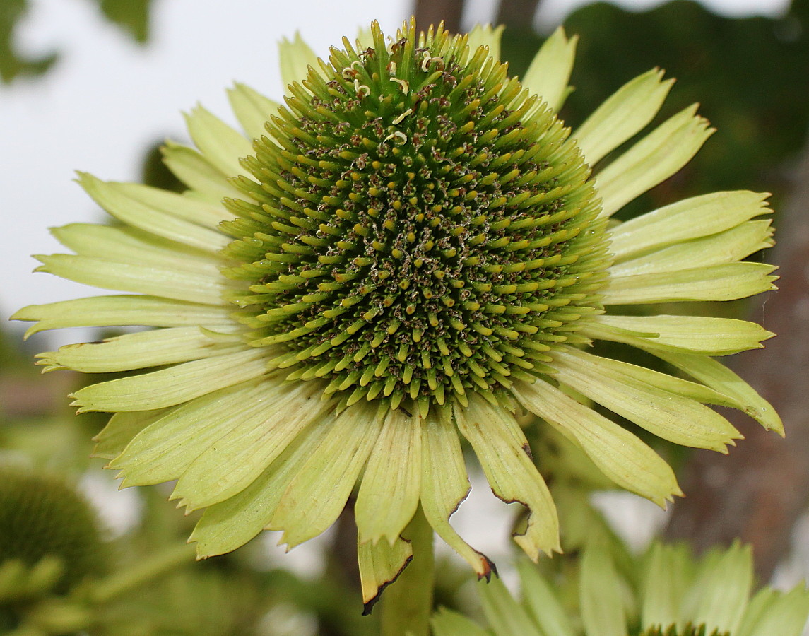 Изображение особи Echinacea purpurea.