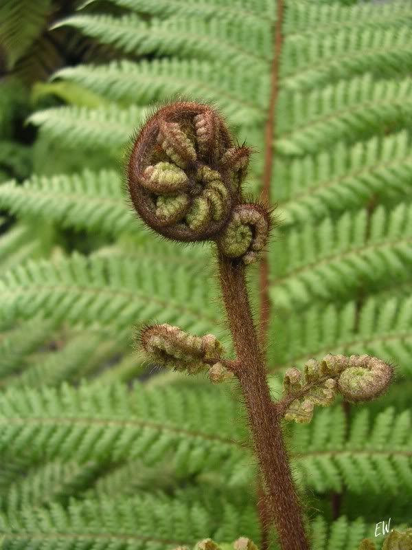 Image of Dicksonia squarrosa specimen.