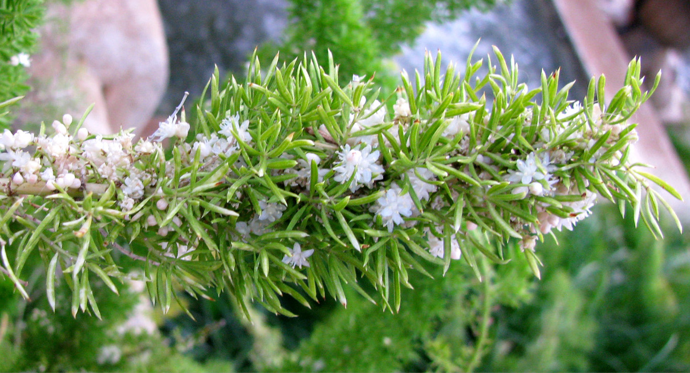 Image of Asparagus densiflorus specimen.