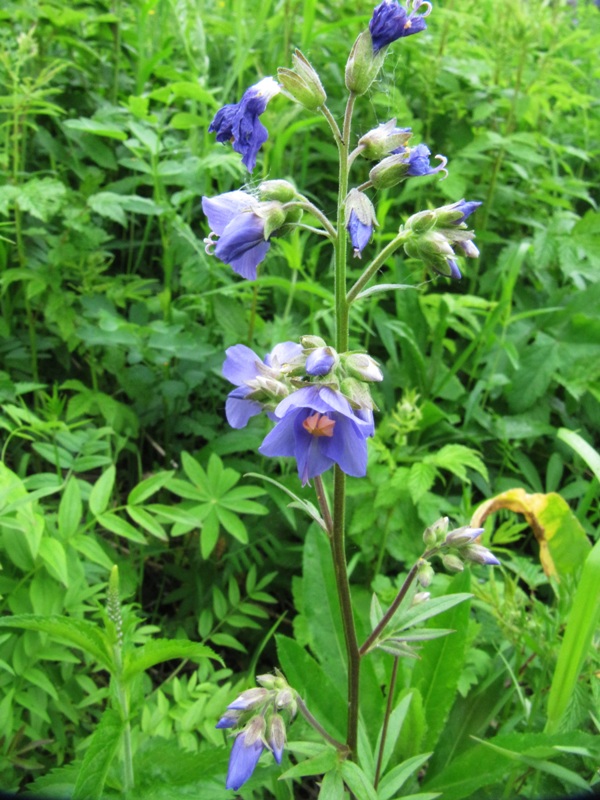 Image of Polemonium caeruleum specimen.